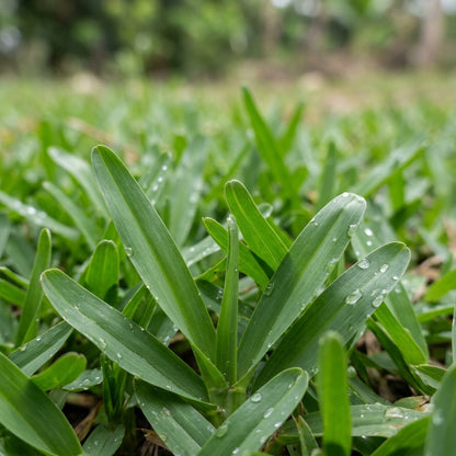Carpetgrass Seeds for Lawn Coverage - Durable Green Turf Grass Seeds for Landscapes, Pathways & Outdoor Gardens