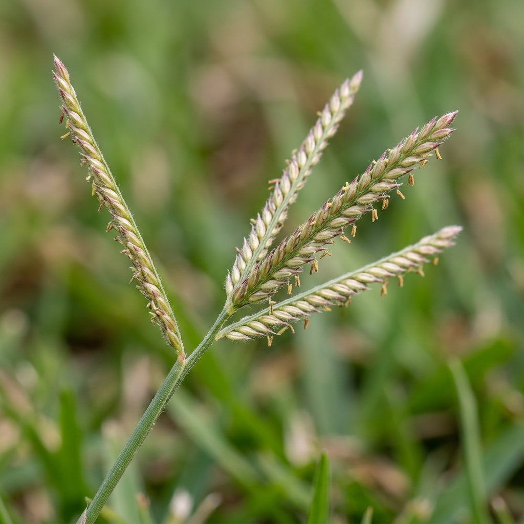 Carpetgrass Seeds for Lawn Coverage - Durable Green Turf Grass Seeds for Landscapes, Pathways & Outdoor Gardens