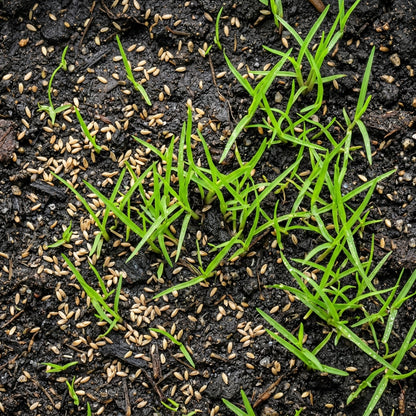 Carpetgrass Seeds for Lawn Coverage - Durable Green Turf Grass Seeds for Landscapes, Pathways & Outdoor Gardens
