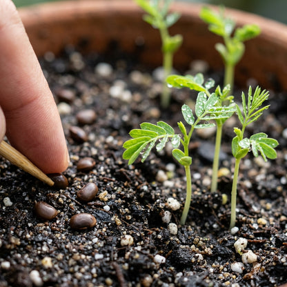 Cassia occidentalis Seeds for Planting
