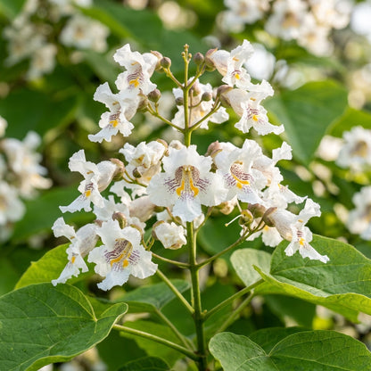Southern Catalpa Tree Seeds for Planting