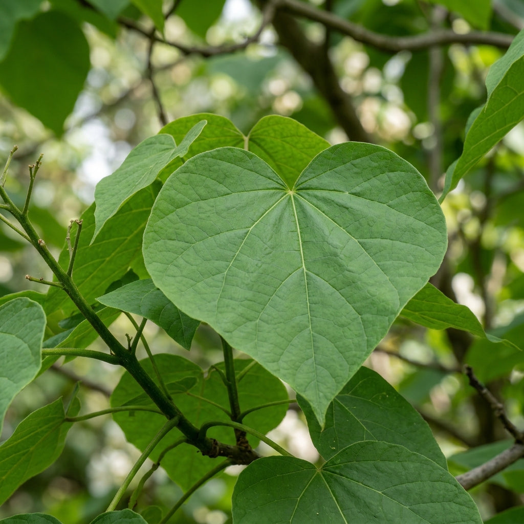Southern Catalpa Tree Seeds for Planting