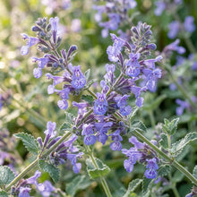 Nepeta Mussinii Flower Seeds For Planting