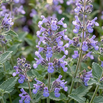 Nepeta Mussinii Flower Seeds For Planting