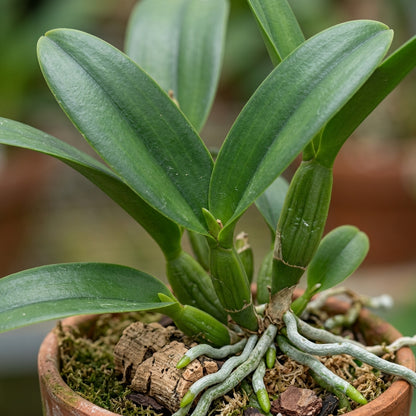 White Cattleya Orchid Seeds - White Orchid Flower Seeds for Garden