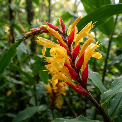 Cautleya gracilis Flower Seeds
