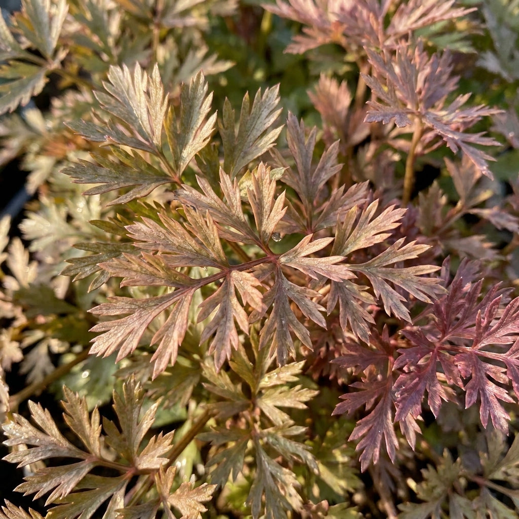 Pretty in Pink Plume Celery Seeds – Ornamental Foliage Plant