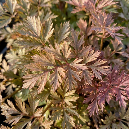 Pretty in Pink Plume Celery Seeds – Ornamental Foliage Plant