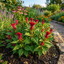 Celosia Red Fire Seeds – Bold Red Plumes