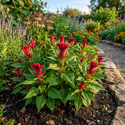 Celosia Red Fire Seeds – Bold Red Plumes