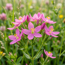 Centaury Flower Seeds for Herbal Garden Planting