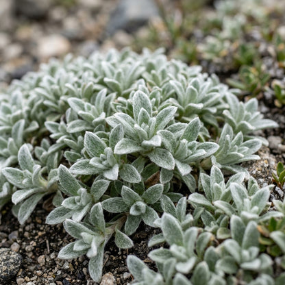 Cerastium Alpinum Lanatum Flower Seeds For Planting