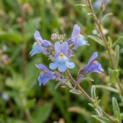 Chaenorhinum Blue Dream Seeds – Mini Blue Blooms