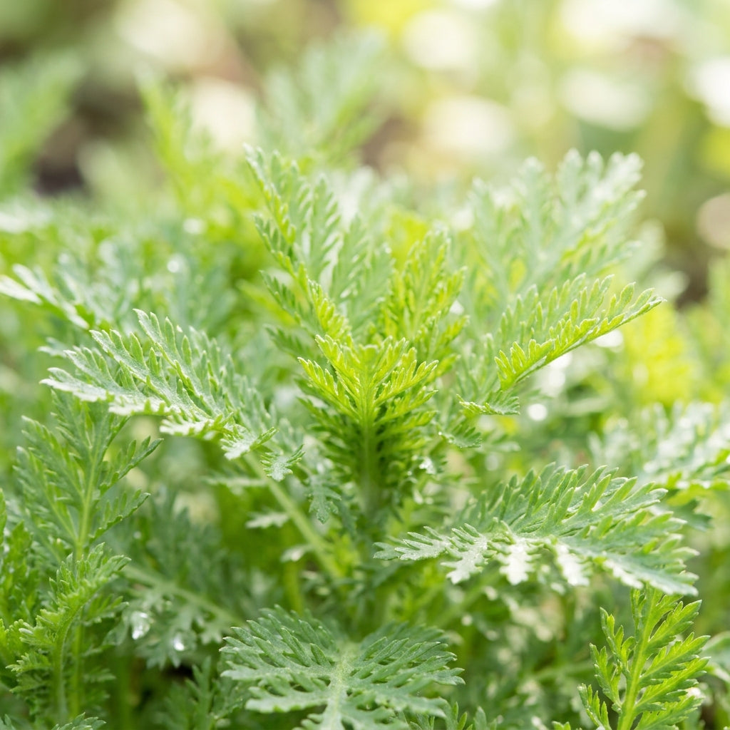 Chamomile Anthemis Nobilis Seeds – Roman Chamomile