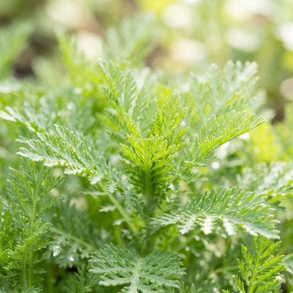 Chamomile Anthemis Nobilis Seeds – Roman Chamomile