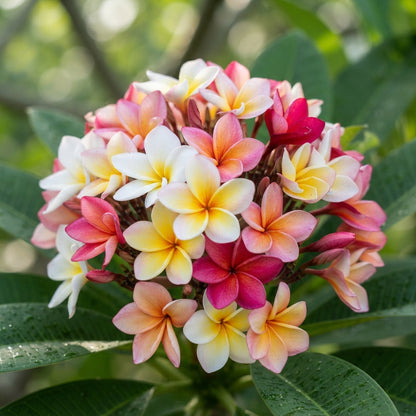 Champa Plumeria Frangipani Seeds for Planting