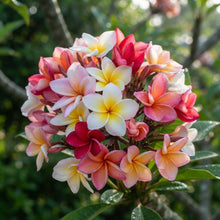 Champa Plumeria Frangipani Seeds for Planting