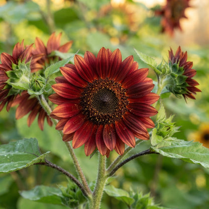 Cherry Chocolate Sunflower Seeds - Chocolate Sunflower Seeds for Garden