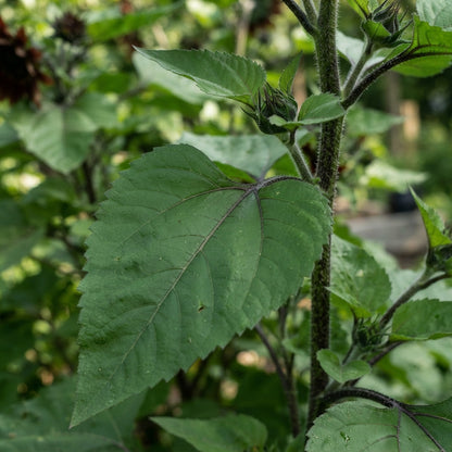 Cherry Chocolate Sunflower Seeds - Chocolate Sunflower Seeds for Garden