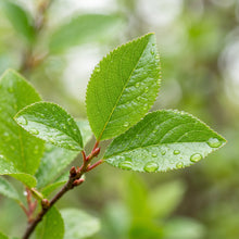 Cherry Plum Seeds for Planting