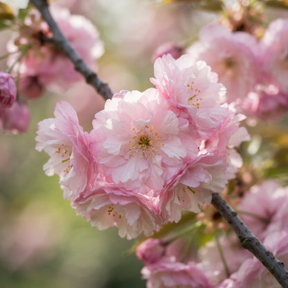 Japanese Flowering Cherry (Prunus serrulata) Tree Seeds for Planting