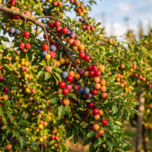 Cherry Plum Seeds for Planting