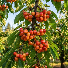 Rainier Cherry Tree Seeds for Planting