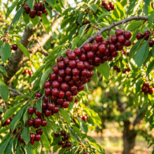 Cherry Picota Ambrunés Seeds for Planting