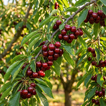 Lapins Cherry Seeds for Planting