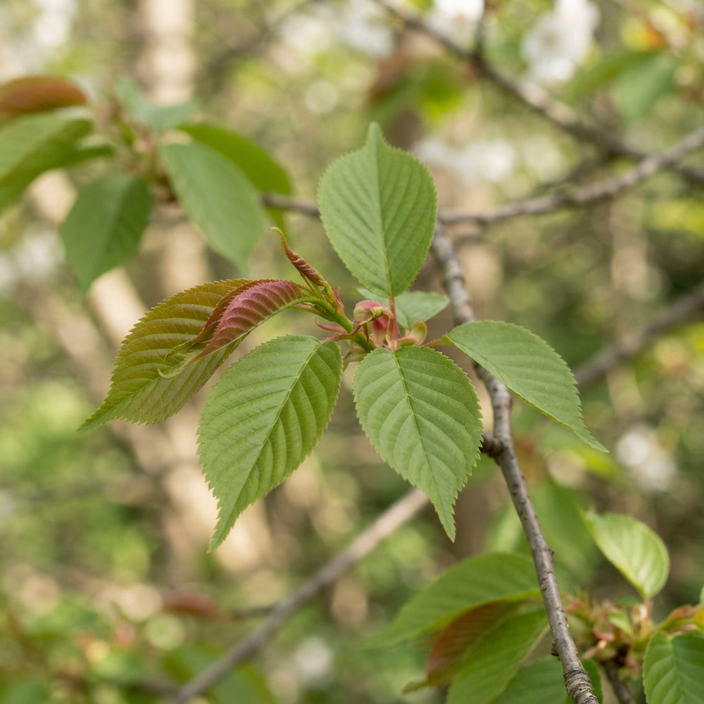 Japanese Flowering Cherry (Prunus serrulata) Tree Seeds for Planting