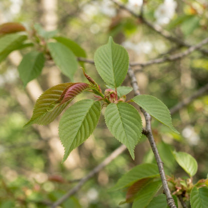 Japanese Flowering Cherry (Prunus serrulata) Tree Seeds for Planting