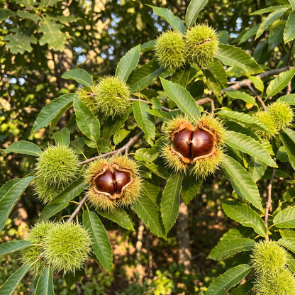 Chinquapin Chestnut (Castanea pumila) Seeds for Planting