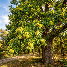 European Chestnut (Castanea sativa) Seeds for Planting