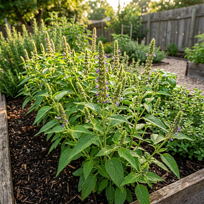 Salvia Hispanica Chia Seeds – Nutrient Garden Seeds