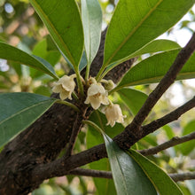 Chiku (Sapodilla, Manilkara zapota) Seeds for Planting