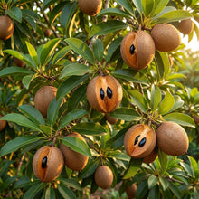 Chiku (Sapodilla, Manilkara zapota) Seeds for Planting