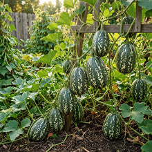 Organic Chilacayote Seeds – Pumpkin Squash Seeds for Gardening