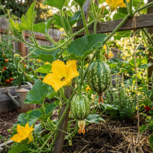 Organic Chilacayote Seeds – Pumpkin Squash Seeds for Gardening