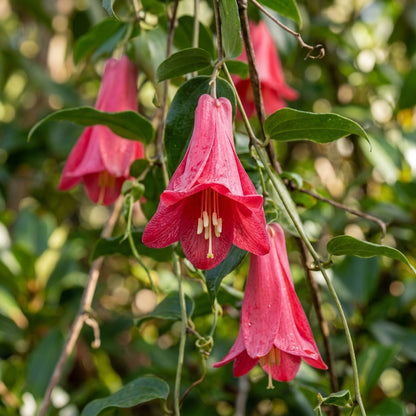 Lapageria rosea (Chilean Bell Vine) Seeds for Planting