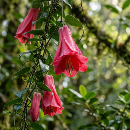 Lapageria rosea (Chilean Bell Vine) Seeds for Planting