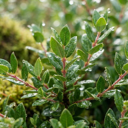 Myrtus ugni (Chilean Guava) Seeds for Planting