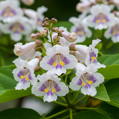Chinese Catalpa Tree Seeds for Outdoor Garden Landscapes