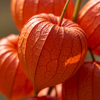 Chinese Lantern Flower Seeds for Decorative Outdoor Garden Planting