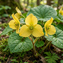 Saruma Henryi Flower Seeds For Planting