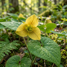 Saruma Henryi Flower Seeds For Planting