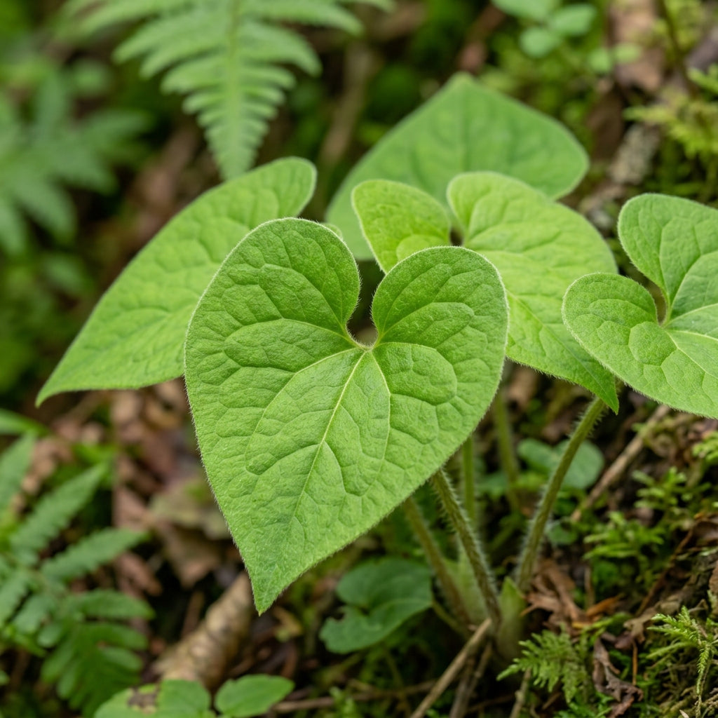 Saruma Henryi Flower Seeds For Planting