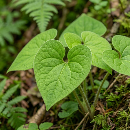 Saruma Henryi Flower Seeds For Planting