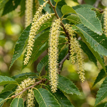 Chinquapin Chestnut (Castanea pumila) Seeds for Planting