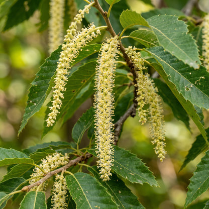 Chinquapin Chestnut (Castanea pumila) Seeds for Planting