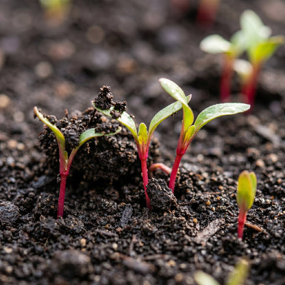 Chioggia Beetroot Seeds – Heirloom Beet Garden Seeds
